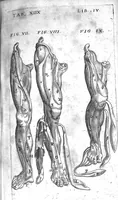An illustration from Caspari Bauhini Basileensis Theatrum Anatomicum (1605)