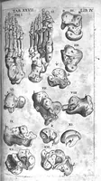 An illustration from Caspari Bauhini Basileensis Theatrum Anatomicum (1605)