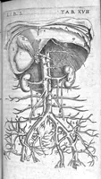 An illustration from Caspari Bauhini Basileensis Theatrum Anatomicum (1605)
