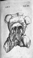 An illustration from Caspari Bauhini Basileensis Theatrum Anatomicum (1605)