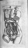 An illustration from Caspari Bauhini Basileensis Theatrum Anatomicum (1605)