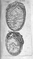 Picture 8 of 29 from Caspari Bauhini Basileensis Theatrum Anatomicum (1605), leaf 269