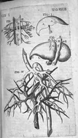 An illustration from Caspari Bauhini Basileensis Theatrum Anatomicum (1605)