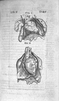 An illustration from Caspari Bauhini Basileensis Theatrum Anatomicum (1605)