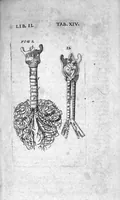 An illustration from Caspari Bauhini Basileensis Theatrum Anatomicum (1605)