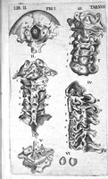 An illustration from Caspari Bauhini Basileensis Theatrum Anatomicum (1605)