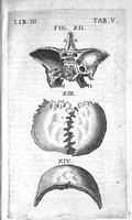 An illustration from Caspari Bauhini Basileensis Theatrum Anatomicum (1605)
