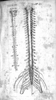 An illustration from Caspari Bauhini Basileensis Theatrum Anatomicum (1605)