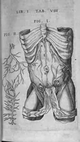 An illustration from Caspari Bauhini Basileensis Theatrum Anatomicum (1605)