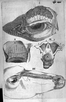 An illustration from Nicolai Stenonis Observationes anatomicae quibus varia oris, oculorum et narium vasa describuntur, novique salivae, lacrymarum et muci fontes deteguntur, et novum nobilissimi Bilsii de lymphae motu et usu commentum examinatur et rejicitur (1662)