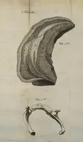 An illustration from Description du cerveau, des principales distributions de ses dix paires de nerfs, & des organes des sens avec les figures (1681)
