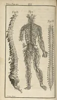 An illustration from Le Tresor de la medecine contenant l'Anatomie ou division des parties du corps humain, les maladies ausquelles elles sont sujettes, le regime de vivre...tome premier (1697)