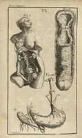 An illustration from Le Tresor de la medecine contenant l'Anatomie ou division des parties du corps humain, les maladies ausquelles elles sont sujettes, le regime de vivre...tome premier (1697)