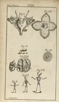 An illustration from Le Tresor de la medecine contenant l'Anatomie ou division des parties du corps humain, les maladies ausquelles elles sont sujettes, le regime de vivre...tome second (1697)