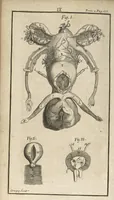 An illustration from Le Tresor de la medecine contenant l'Anatomie ou division des parties du corps humain, les maladies ausquelles elles sont sujettes, le regime de vivre...tome second (1697)