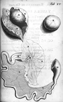 Picture 7 of 14 from Regneri de Graaf De mulierum organis generationi inservientibus tractatus novus : demonstrans tam homines & animalia caetera omnia, quae vivipara dicuntur, haud minus quàm ovipara ab ovo originem ducere : ad Cosmum III, magnum Etruriae ducem (1672), leaf 231