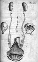 Picture 8 of 14 from Regneri de Graaf De mulierum organis generationi inservientibus tractatus novus : demonstrans tam homines & animalia caetera omnia, quae vivipara dicuntur, haud minus quàm ovipara ab ovo originem ducere : ad Cosmum III, magnum Etruriae ducem (1672), leaf 257