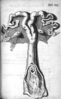 An illustration from Regneri de Graaf De mulierum organis generationi inservientibus tractatus novus : demonstrans tam homines & animalia caetera omnia, quae vivipara dicuntur, haud minus quàm ovipara ab ovo originem ducere : ad Cosmum III, magnum Etruriae ducem (1672)