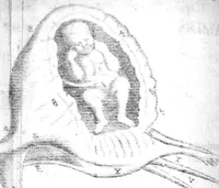 Picture 10 of 14 from Regneri de Graaf De mulierum organis generationi inservientibus tractatus novus : demonstrans tam homines & animalia caetera omnia, quae vivipara dicuntur, haud minus quàm ovipara ab ovo originem ducere : ad Cosmum III, magnum Etruriae ducem (1672), leaf 302