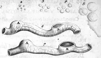 An illustration from Regneri de Graaf De mulierum organis generationi inservientibus tractatus novus : demonstrans tam homines & animalia caetera omnia, quae vivipara dicuntur, haud minus quàm ovipara ab ovo originem ducere : ad Cosmum III, magnum Etruriae ducem (1672)