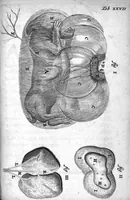 An illustration from Regneri de Graaf De mulierum organis generationi inservientibus tractatus novus : demonstrans tam homines & animalia caetera omnia, quae vivipara dicuntur, haud minus quàm ovipara ab ovo originem ducere : ad Cosmum III, magnum Etruriae ducem (1672)