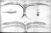 Picture 3 of 14 from Regneri de Graaf De mulierum organis generationi inservientibus tractatus novus : demonstrans tam homines & animalia caetera omnia, quae vivipara dicuntur, haud minus quàm ovipara ab ovo originem ducere : ad Cosmum III, magnum Etruriae ducem (1672), leaf 57