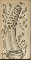 An illustration from L'accoucheur methodique, qui enseigne la maniere d'operer dans tous les accouchements naturels et artificiels... (1676)
