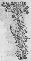 An illustration from Tesauro di Evonomo Filatro de rimedii secreti. Lib. fisico e medicinale, ... (1588)