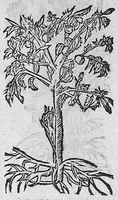 An illustration from Tesauro di Evonomo Filatro de rimedii secreti. Lib. fisico e medicinale, ... (1588)