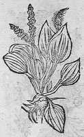 An illustration from Tesauro di Evonomo Filatro de rimedii secreti. Lib. fisico e medicinale, ... (1588)