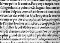 An illustration from De l’usage des parties du corps humain, Livres XVII. Escripts par Claude Galien, et traduicts fidellement du Grec en François (1566)