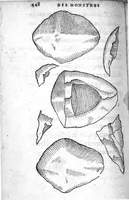 Picture 21 of 31 from Deux livres de chirurgie, I. De la generation de l’homme, et maniere d’extraire les enfans hors du ventre de la mere, ensemble ce qu’il faut faire pour la faire mieux, et plus tost accoucher, avec la cure de plusieurs maladies qui luy peuvent survenir. 2. Des monstres tant terrestres que marins, avec leurs portrait. Plus un petit traité des plaies faites aux parties nerveuses. Par Ambroise Paré, premier Chirurgien du Roy, et juré à Paris, (1573), leaf 467