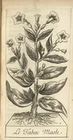 An illustration from Histoire du tabac ou il est traité particulierement du tabac en poudre (1677)