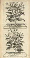 An illustration from Histoire du tabac ou il est traité particulierement du tabac en poudre (1677)