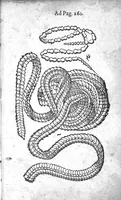 An illustration from Medicina practica - liber tertius (1633)