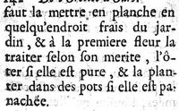 An illustration from Connoissance et culture parfaite des belles fleurs. Des Tulipes rares, des anémones extraordinaires, des oeillets fins et des belles oreilles d'ours panachées (1696)