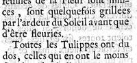 An illustration from Connoissance et culture parfaite des belles fleurs. Des Tulipes rares, des anémones extraordinaires, des oeillets fins et des belles oreilles d'ours panachées (1696)