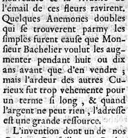 An illustration from Connoissance et culture parfaite des belles fleurs. Des Tulipes rares, des anémones extraordinaires, des oeillets fins et des belles oreilles d'ours panachées (1696)