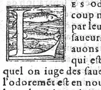 An illustration from Theophraste des Odeurs, mis de grec en nostre langue françoyse, avec annotations des lieux plus notables et difficiles avec l’histoire de quelques plantes. Par J. de L’Estrade, (1556)