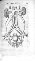 An illustration from Anatomia, ex Caspari Bartholini... (1666)