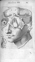 An illustration from Anatomia, ex Caspari Bartholini... (1666)