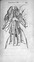 An illustration from Anatomia, ex Caspari Bartholini... (1666)