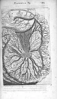 Picture 12 of 14 from Anatomia, ex Caspari Bartholini... (1666), leaf 442