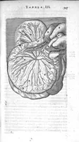 Picture 14 of 14 from Anatomia, ex Caspari Bartholini... (1666), leaf 586