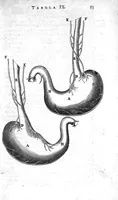 An illustration from Anatomia, ex Caspari Bartholini... (1666)