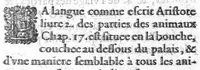 An illustration from Histoire de tous les muscles du corps humain ou leurs nom, nombre scituation, origine, insertion & action, sont demontrez (1612)