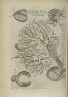 Picture 3 of 18 from L'Oeconomie chirurgicale, pour le restablissement des parties molles du corps humain. Contenant les principes de chirurgie, & un Traitté methodique de la garison de la peste, & de tous ses accidents, par le moyen d'un remede experimenté. Et nouvellement mis en lumiere... (1671), leaf 255