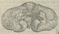 Picture 5 of 18 from L'Oeconomie chirurgicale, pour le restablissement des parties molles du corps humain. Contenant les principes de chirurgie, & un Traitté methodique de la garison de la peste, & de tous ses accidents, par le moyen d'un remede experimenté. Et nouvellement mis en lumiere... (1671), leaf 288