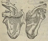 Picture 10 of 18 from L'Oeconomie chirurgicale, pour le restablissement des parties molles du corps humain. Contenant les principes de chirurgie, & un Traitté methodique de la garison de la peste, & de tous ses accidents, par le moyen d'un remede experimenté. Et nouvellement mis en lumiere... (1671), leaf 460
