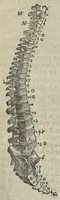 An illustration from L'Oeconomie chirurgicale, pour le restablissement des parties molles du corps humain. Contenant les principes de chirurgie, & un Traitté methodique de la garison de la peste, & de tous ses accidents, par le moyen d'un remede experimenté. Et nouvellement mis en lumiere... (1671)